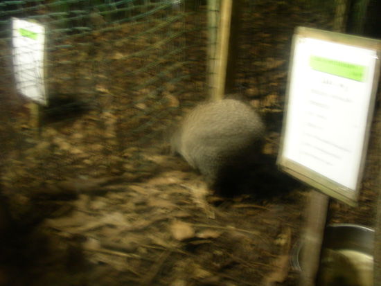 Der Kiwi - Nachtaktiver Vogel. Somit nur bei Dunkelheit im Kiwihaus zu beobachten