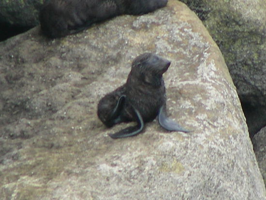 Ist der nicht putzig???