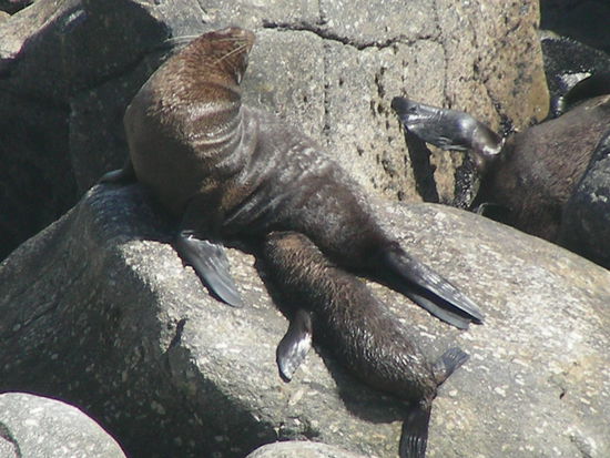 Ein Seehundbaby beim Fruestueck 