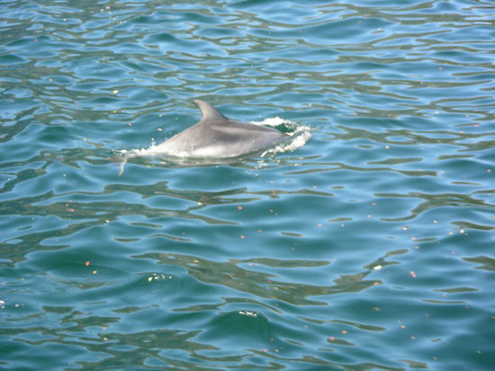 Delfine im Milford Sound