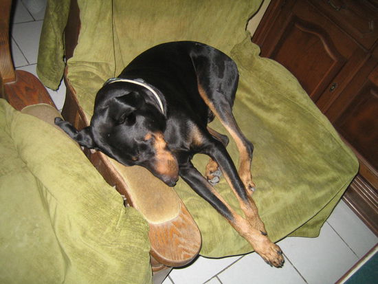 Wecke keine schlafenden Hunde oder Hunde die schlafen beissen nicht *grins*
Max, einer der beiden...