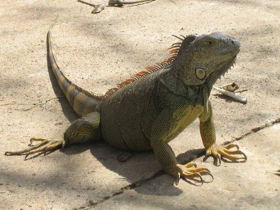 Auf der Iguana Farm