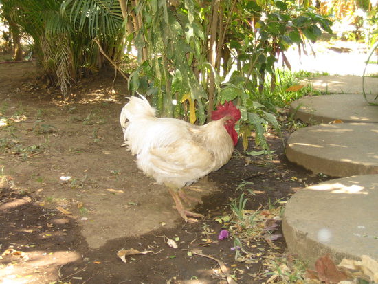Entweder man wird am Morgen durch Verkehr, laute Musik, Hunde oder einem dicken, fetten Hahn aufgeweckt! Mistvieh!