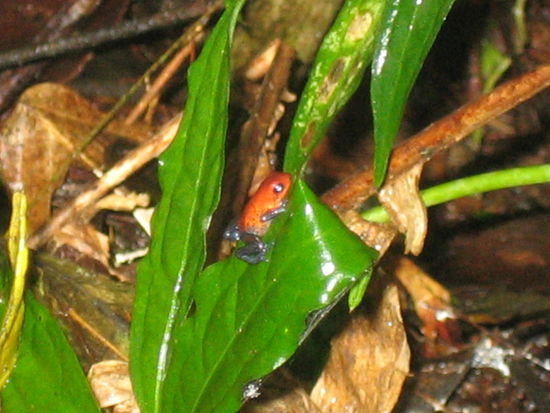 Pfeilgiftfrosch (die werden nicht mehr viel groesser) den man ohne geschultes Auge kaum gesehen haette.