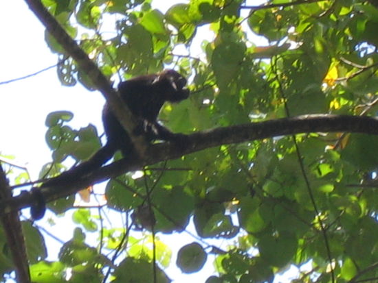 Wieder einmal ein Affe