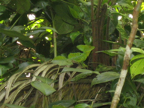 Seht ihr die Eidechse?