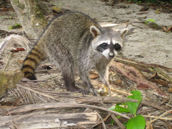 Dieser "freche" Waschbaer war ueberhaupt nicht menschenscheu und hat fuer ein Foto posiert 