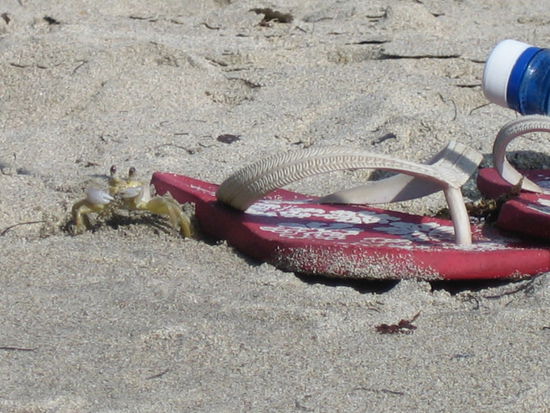 Eine Krabbe hat sich unter Fabienns Flip-Flop ein Unterschlupf gegraben