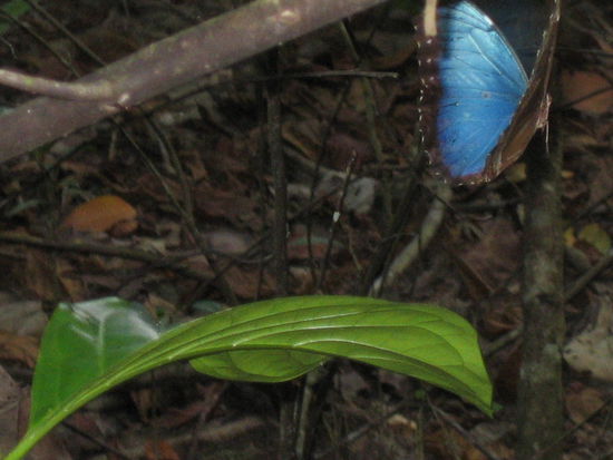 Morpho 
Sehr schwierig vor die Linse zu bekommen! (Ich hatte schon laengst aufgegeben aber Davids Anstrengungen haben sich gelohnt).
Diese Schmetterlingsflügel enthalten kein einziges Farbpigment. Das brillante Blau wird durch optische Tricks aus Licht erzeugt.