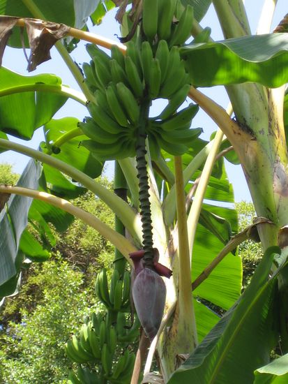 Alles Banane oder was?