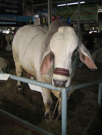 Diese Rasse bekam von uns den originellen Namen "Lampi-ohren-choengu-muni"  