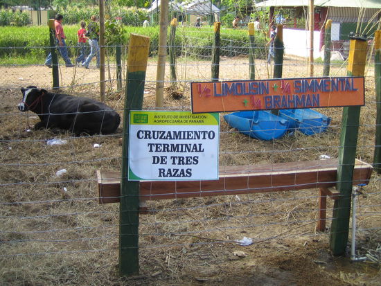 50% Limousin 25% Simmental und 25% Brahman. Die Schweiz ist sogar hier vertreten