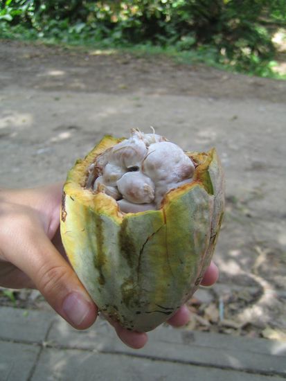 Was ist das fuer eine Frucht?
Aufloesung: Kakao