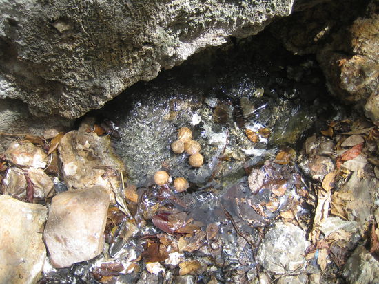 Eierkochen im siedend heissen Wasser einer Quelle