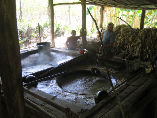 Verarbeitung von Zuckerrohrpflanzen zu Zucker