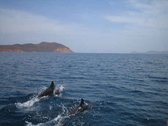 Roger nahm uns noch mit auf "Delfintour"
Nur David, Roger junior, der Capitan und Ich 
Es war wirklich eindruecklich diesen flinken und anmutigen Tieren beim schwimmen zu zusehen. Roger hat dies auch sehr gut durchgefuehrt und ist nie zu Nahe an die Tiere heran gefahren. Er hat gewartet bis die Delfine das Vertrauen in das Boot hatten und uns neugierig begleitet haben. Sie sind in extremer schnelle ums Boot herumgeschwommen und waren unserer Kamera immer einen Schritt voraus 
