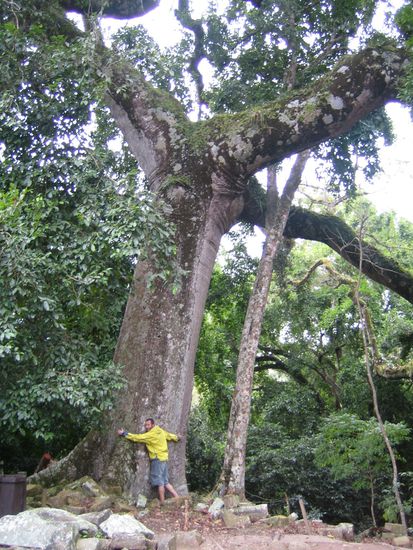 Ein Ceiba Baum. Dieser Baum war fuer die Mayas von grosser Bedeutung. Fuer sie symbolisierten die Wurzeln die Unterwelt in der die Boesen Goetter und Daemonen lebten und die Baumkronen das Himmelreich oder Paradies in das man nach einem ehrenvollen Tode kommt.