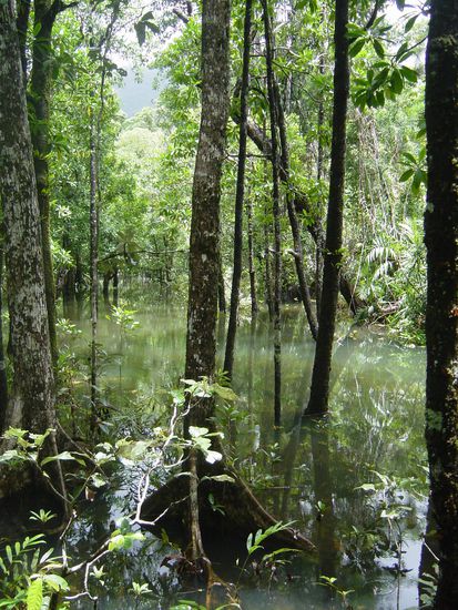 Mangrovenwald noerdlich Cairns