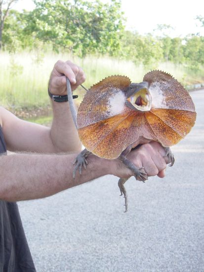 ja die will doch nur spielen.. (Kragen-Lizard)