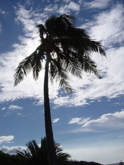 White Beach bei Kona (Palme im Wind mit weissen Wolken hinten und viel Sand im Gesicht) ?