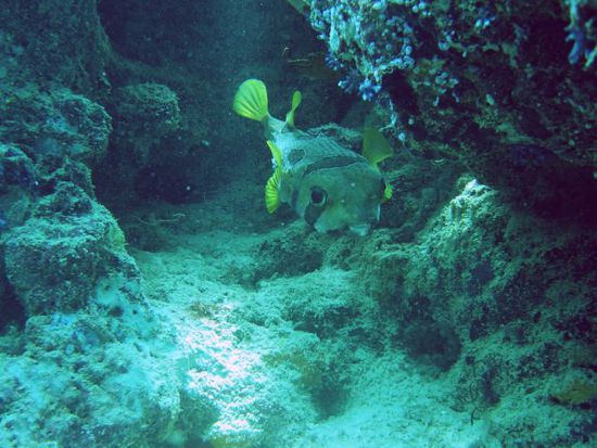 Kugelfish