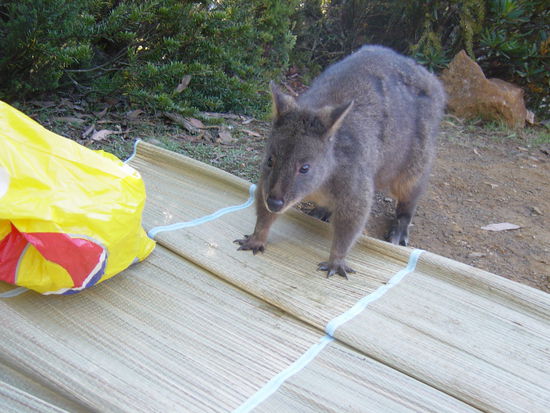Ein Wallaby beim "Zmorgekafi"
In der Nacht frasssen Sie unsere Tomatensuppe. freche Biester imfall!