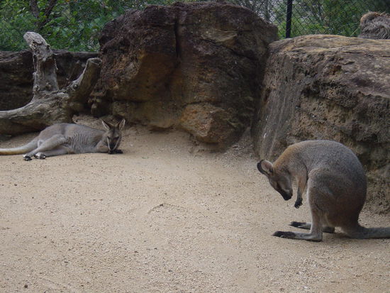 Unser Nachtessen!BBQ!mmmmmmmm!