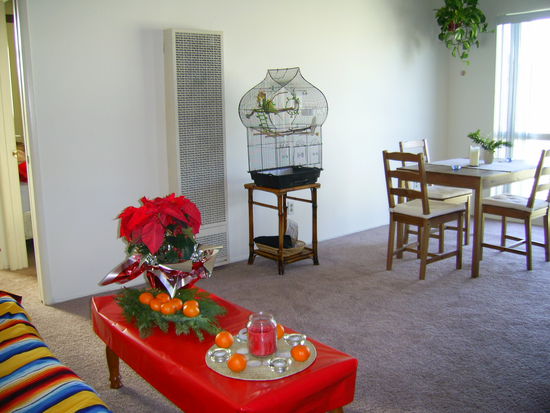 So weihnachtlich war unsere Wohnung im Hintergrund unser Hausgast "Cha-Cha" (Wellensittich von Mareikes Onkel der mit Familie in Mexico ist)