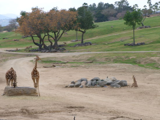 Giraffen mit dem kleinen am Boden auf der rechten Seite