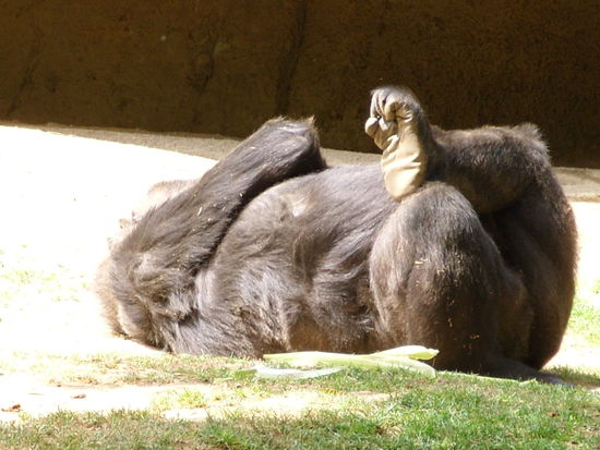 Der Zoom ist auch besser