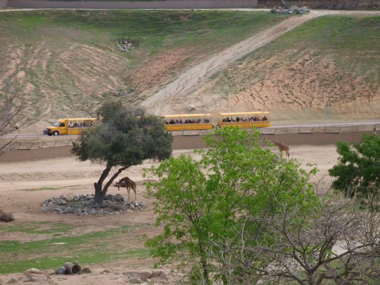 Mit solchen Gefährten fährt man 20 Minuten um das Gelände