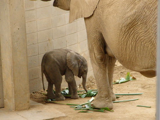 Der kleiner wird zwar noch gestillt, interresiert sich aber schon für die Blätter