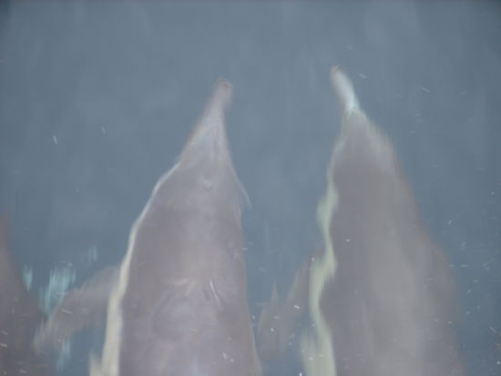Diese zwei waren direkt vor dem Bug des Schiffes