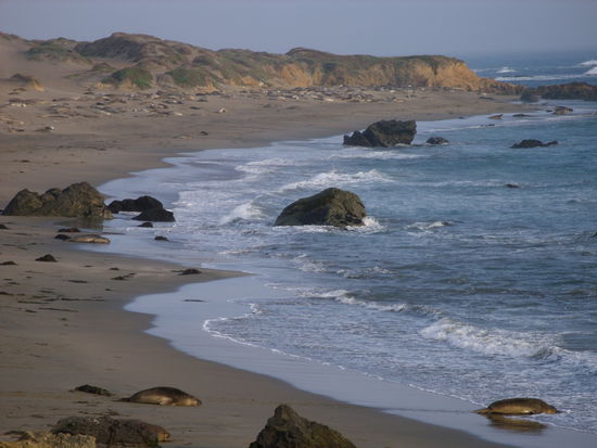 Strand mit Robben
Im Hintergrund sind sehr viele zu sehen