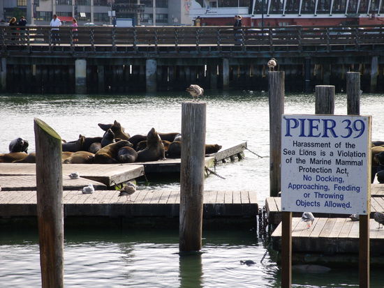 Pier 39