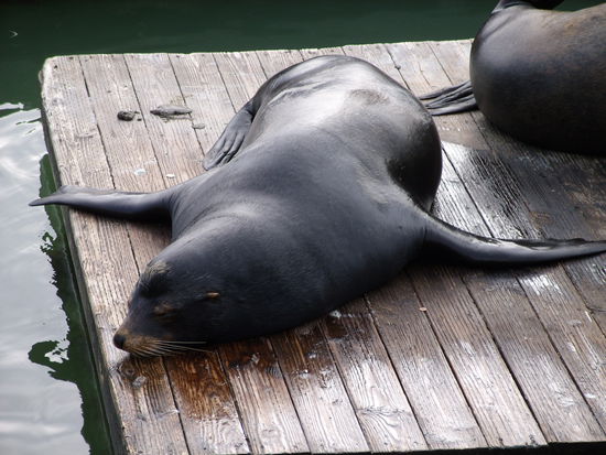 Hier sieht man die Ohren recht gut