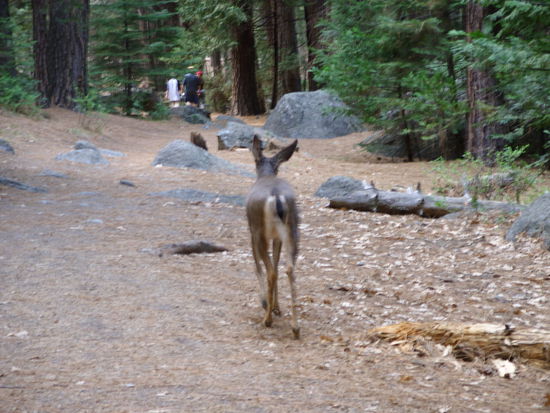 HIRSCH auf dem Wanderweg
um genau zu sein ein Weißwedelhirsch.