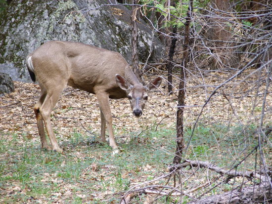 Mule deer neben dem Weg
Es gibt in Amerika keine Rehe, nur Hirsche, siehe auch Gästebucheintrag.