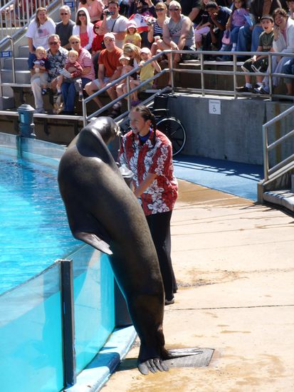 Bei der Seelöwen- und Otter-Show