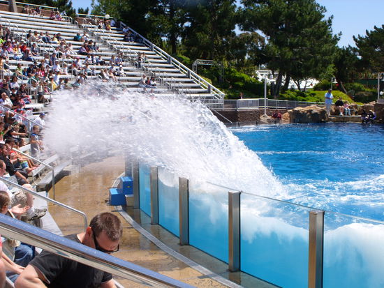 Delphin- und Pilot whales-Show
Die ersten Reihen liegen in der Soak Zone!