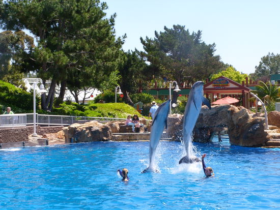 Tolle Shows! Wobei ich immer noch lieber die Delphine beim Strandspaziergang im Meer sehe. Da springen sie aber nicht ganz so hoch 