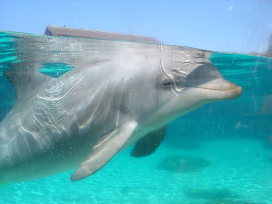 Man darf hier Delphine sogar streicheln und füttern