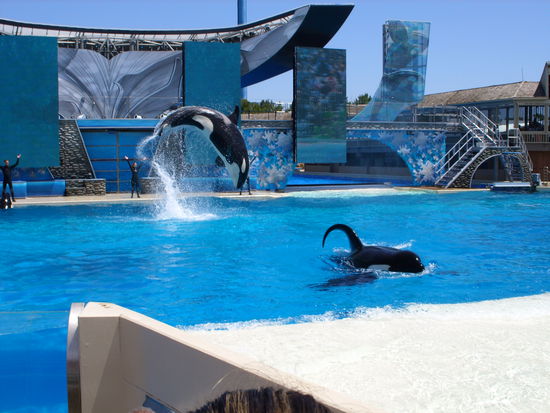 Wofür Sea World weltbekannt ist.
Die Orka-Show