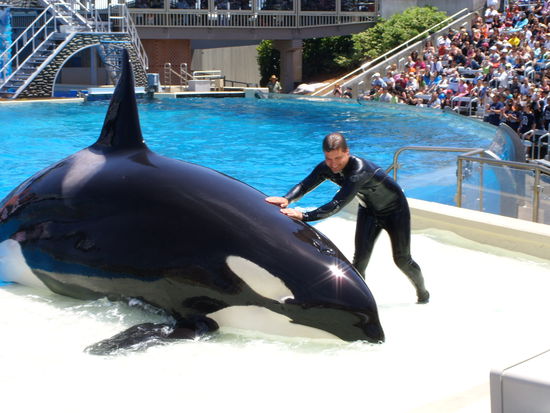 Der lies sich nur vom Trainer streicheln 