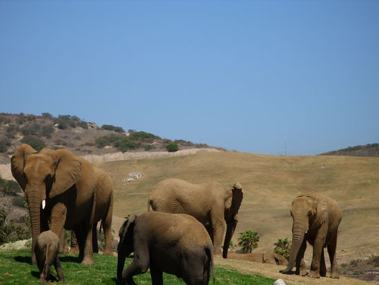 "Unser" kleiner Elephant vorne links.
SOOO SÜSSS das ich immer froh bin wenn Mareike ihn nicht mit nach Hause bringt 