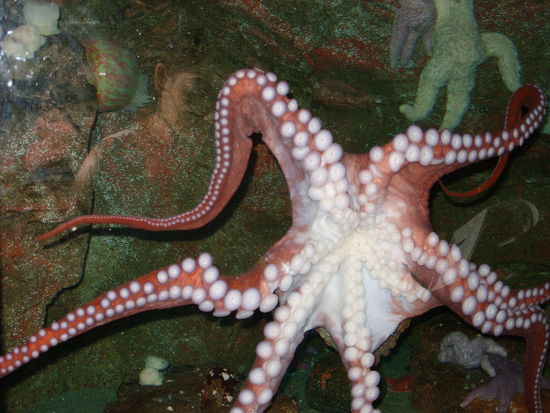 Diese Krake ist von links nach rechts in ihrem Aquarium. So viel Bewegung ist ohl eher ungewoehnlich. Man konnte so aber toll die Saunaepfe sehen.