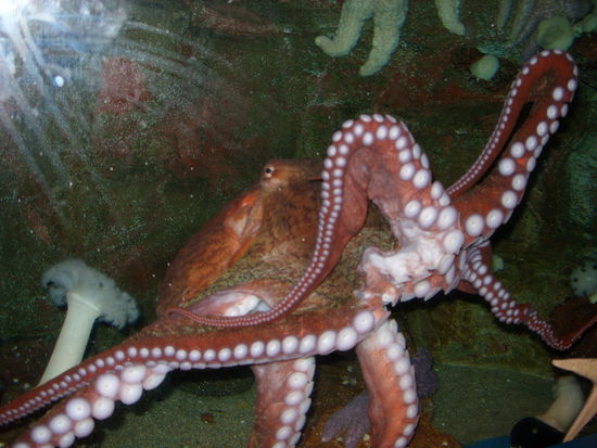 Und nochmal die Krake!