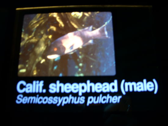 Beweist das Schafkopfen und Kalifornien zusammengehört!