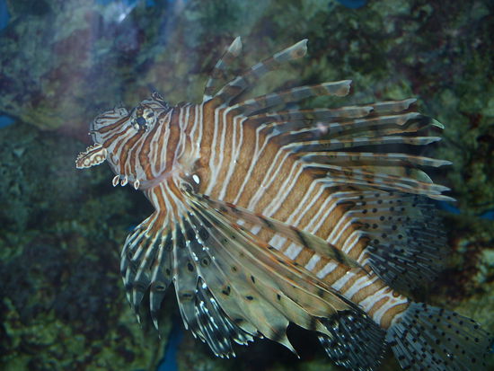 Im Birch Aquarium in la Jolla