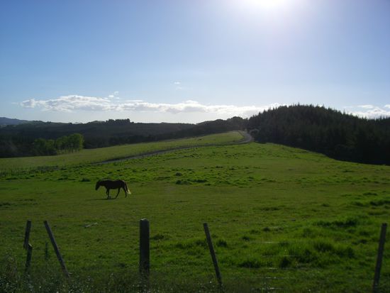 In Paihia und eigentlich auch schon wieder ausserhalb 